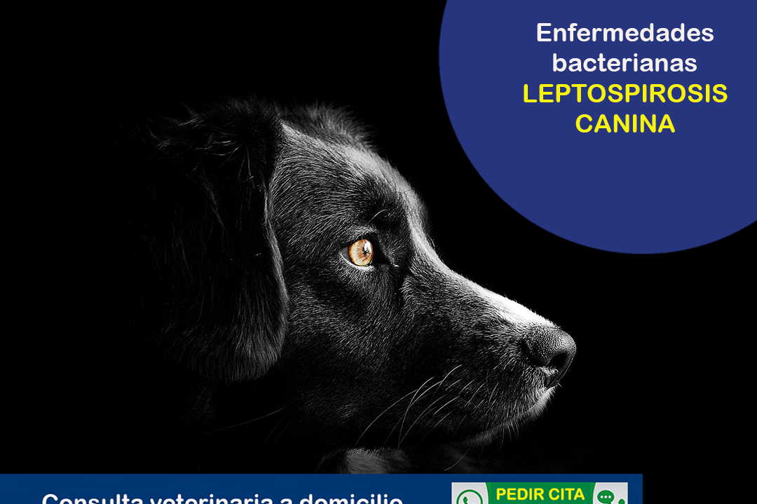 Leptospirosis En Perros _ LA LEPTOSPIROSIS CANINA Y SU PROBLEMÁTICA EN ...