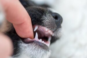 ¿Sabes cuántos dientes tienen los perros? Descubre todo sobre la