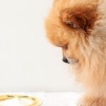 Consejos infalibles para estimular el apetito de tu perro que no quiere comer